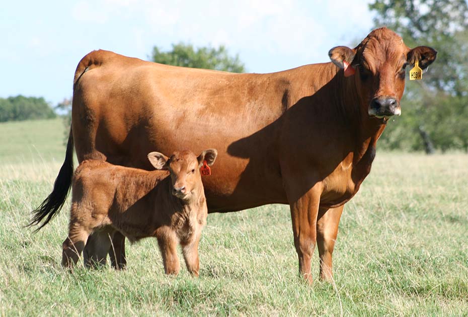 Tarentaise cow with Red Angus X Baby