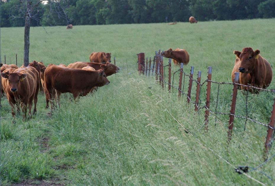 Fence-line Weaning