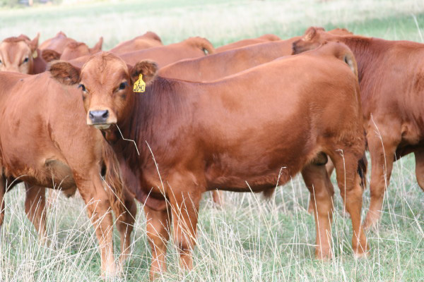 Fence-line Weaning