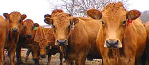 Tarentaise Cows