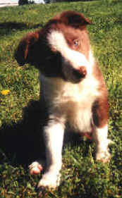Red Border Collie Puppy (7 wks)